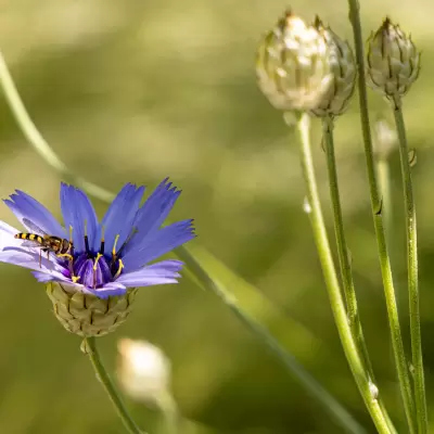 Blumengarten für Bienen